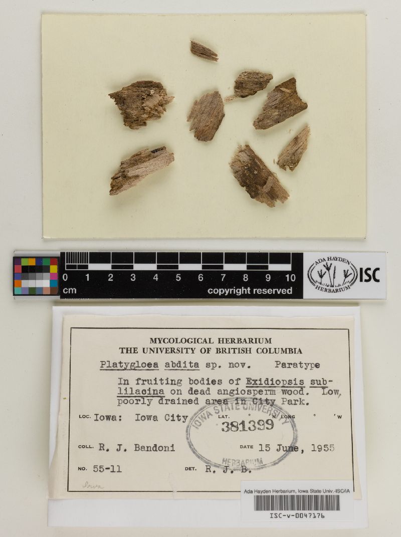 Platygloea abdita image