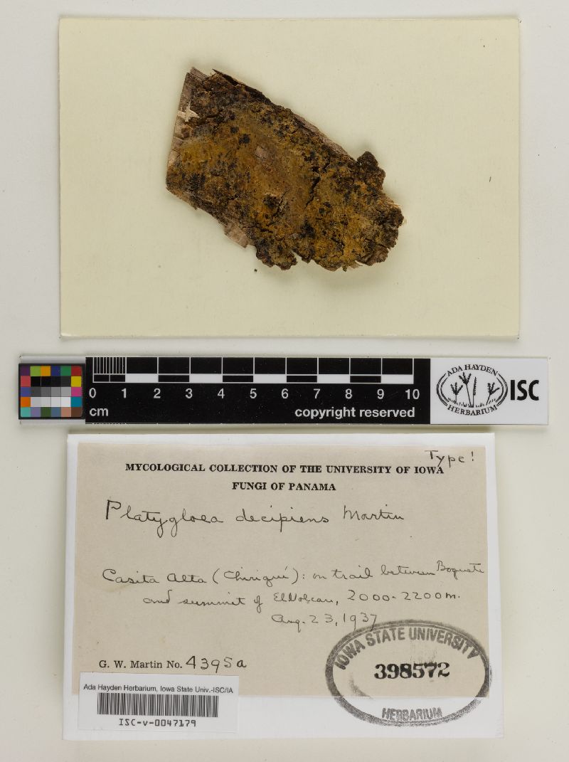 Platygloea decipiens image