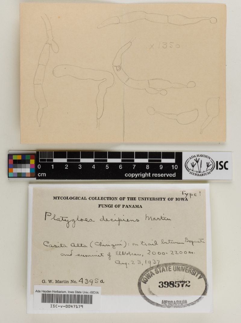 Platygloea decipiens image