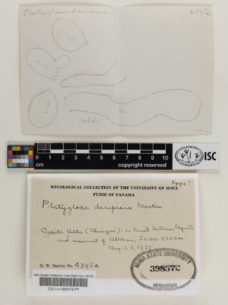 Platygloea decipiens image