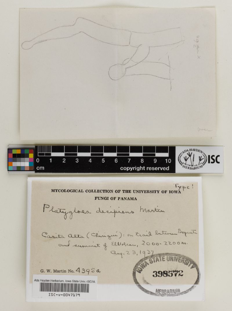 Platygloea decipiens image