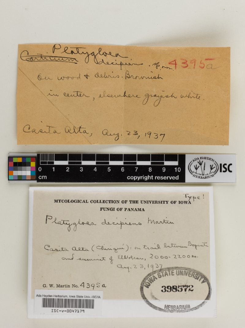 Platygloeaceae image