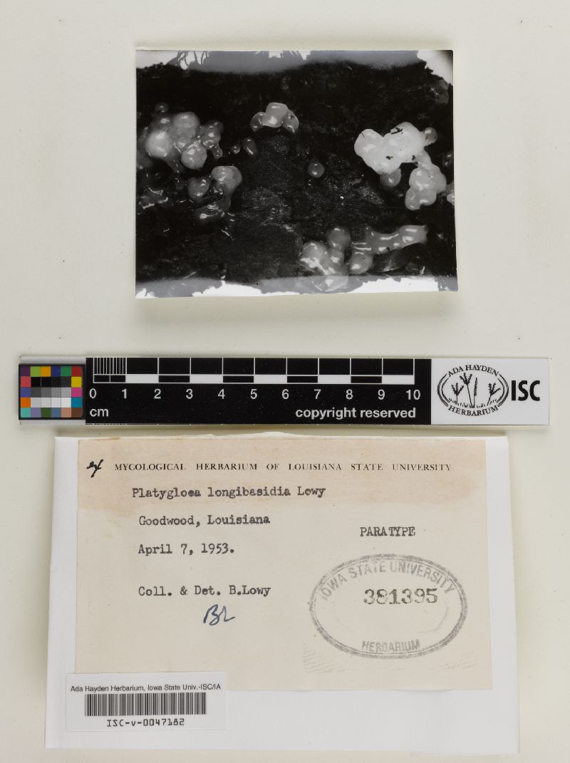 Platygloea longibasidia image