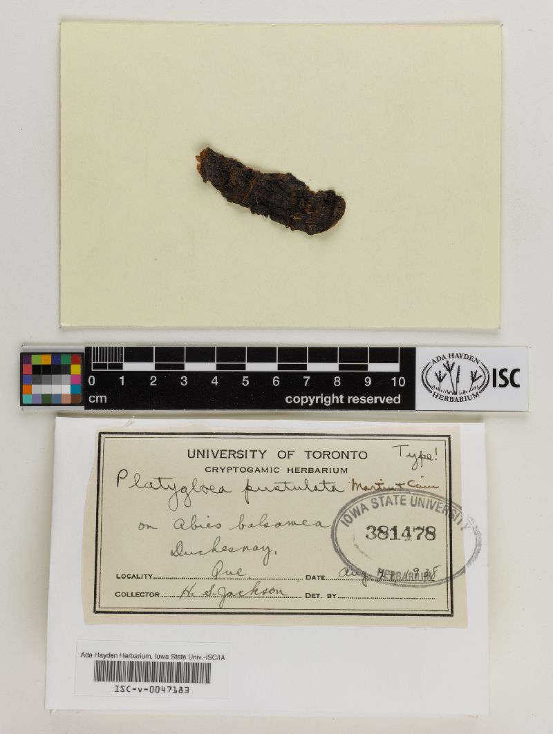 Platygloea pustulata image