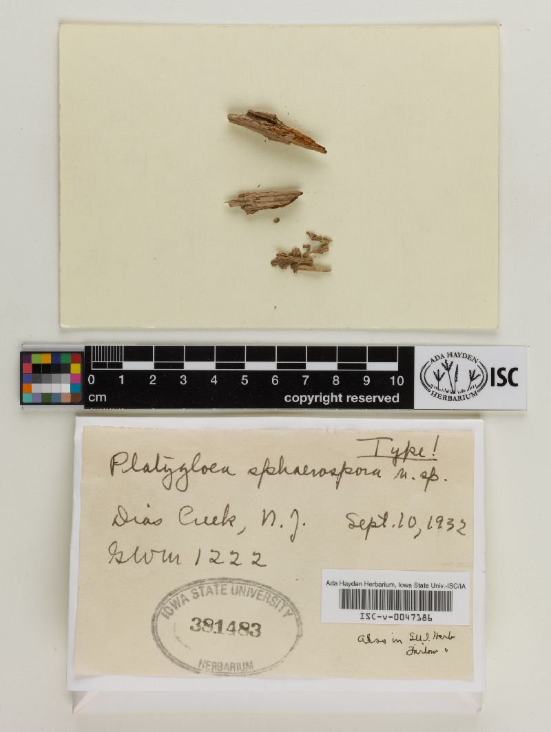 Platygloea sphaerospora image
