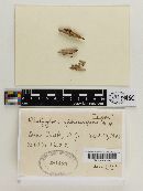 Platygloea sphaerospora image