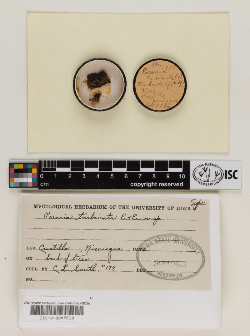 Poronia turbinata image