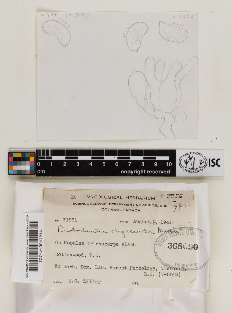 Protodontia oligacantha image