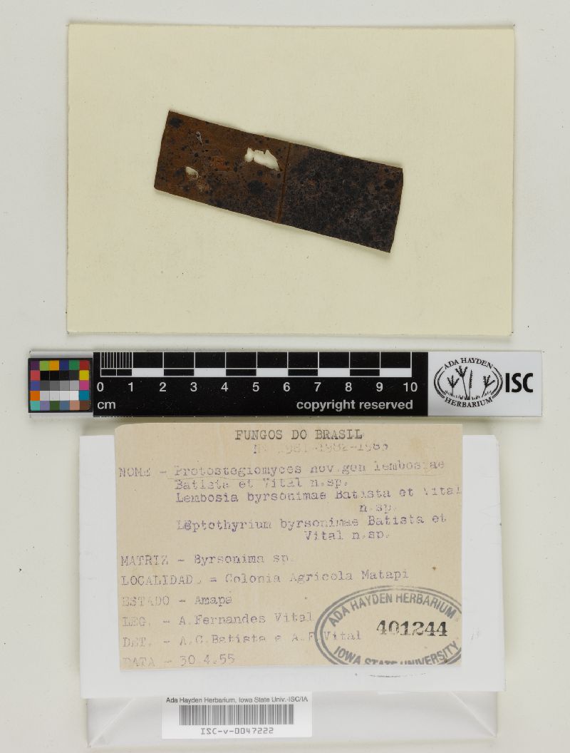Protostegiomyces lembosiae image