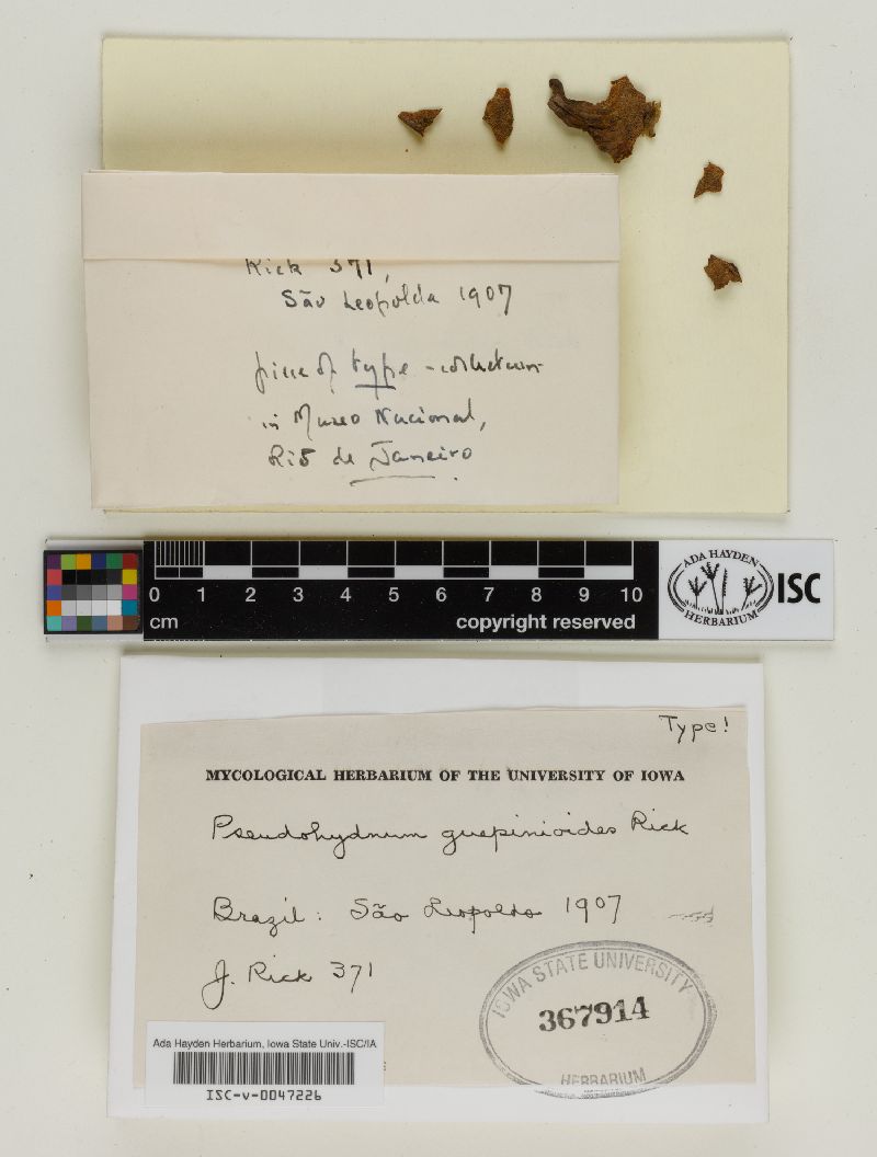 Pseudohydnum guepinioides image