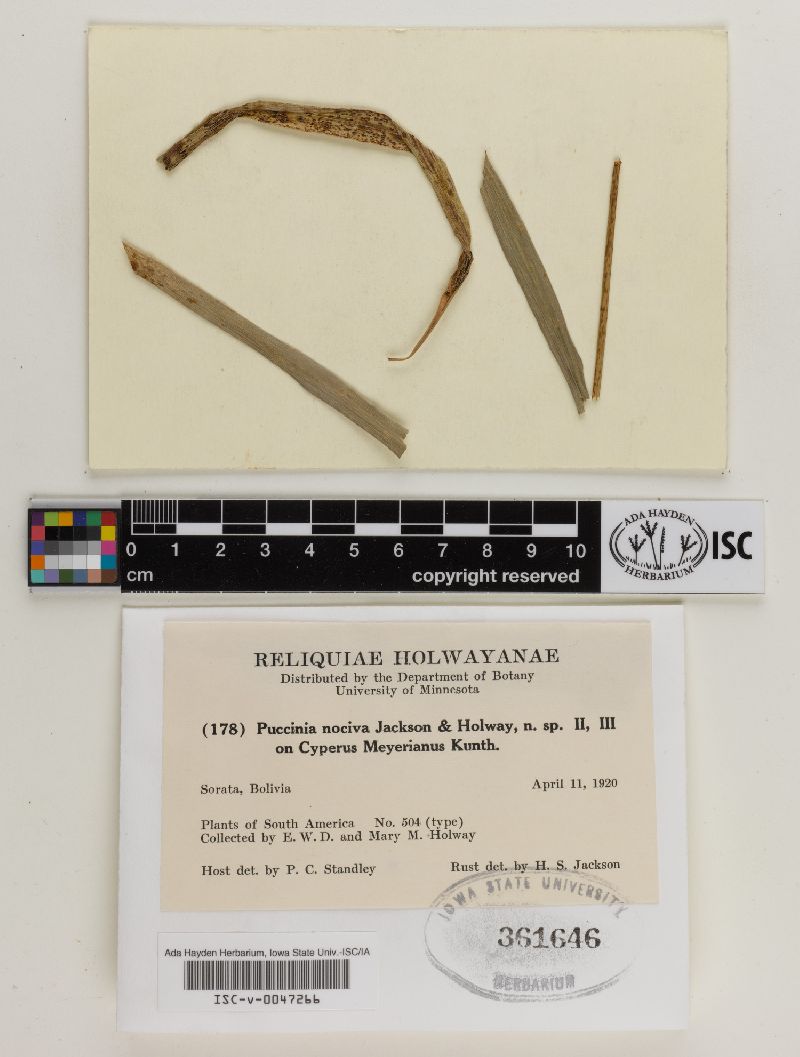 Puccinia nociva image