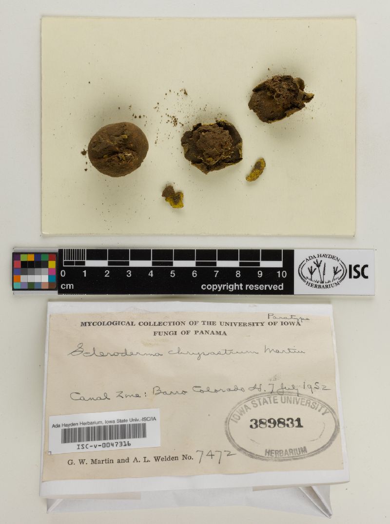 Scleroderma chrysastrum image
