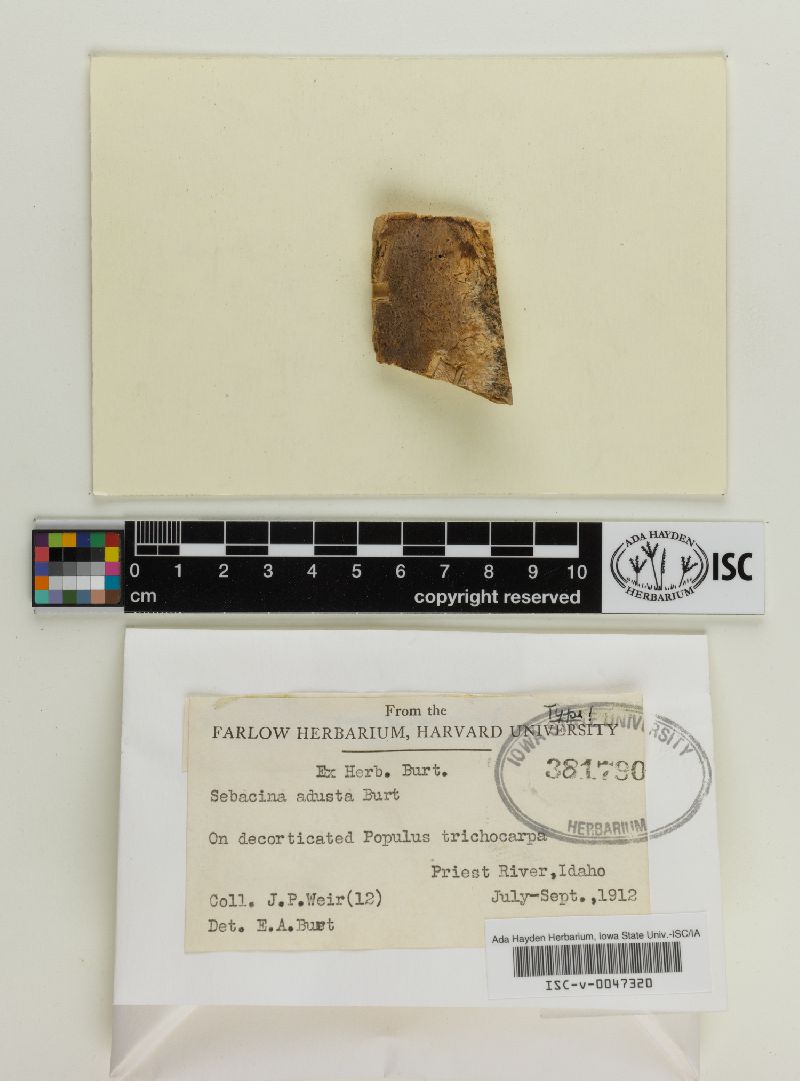 Sebacina adusta image