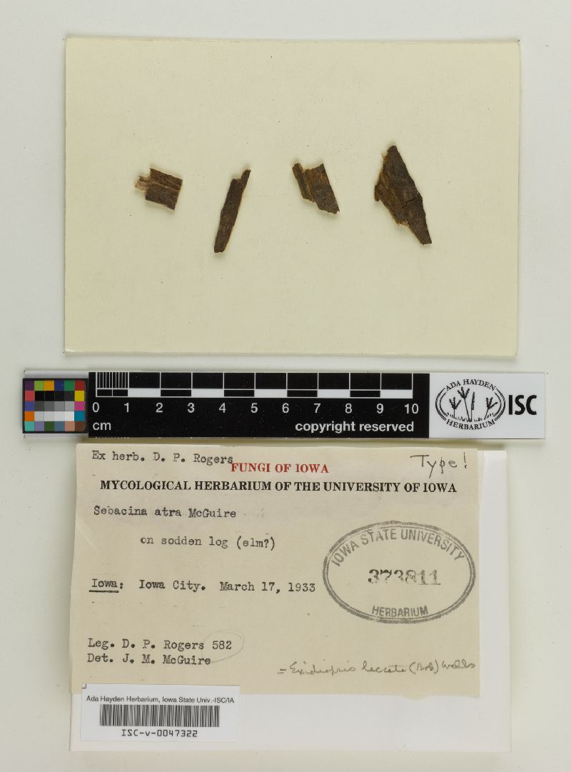 Exidiopsis laccata image