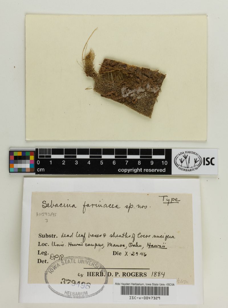 Basidiodendron farinaceum image