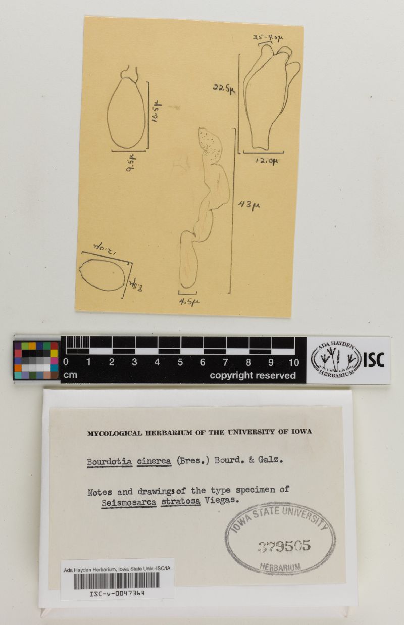 Basidiodendron cinereum image