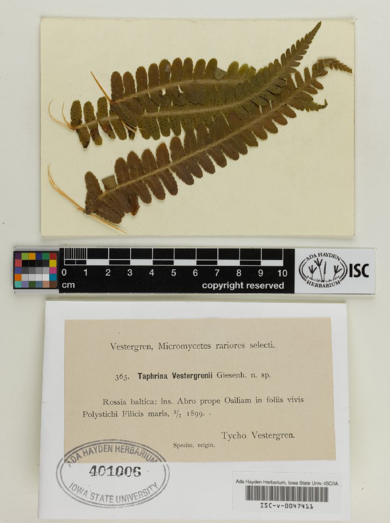 Taphrina vestergrenii image