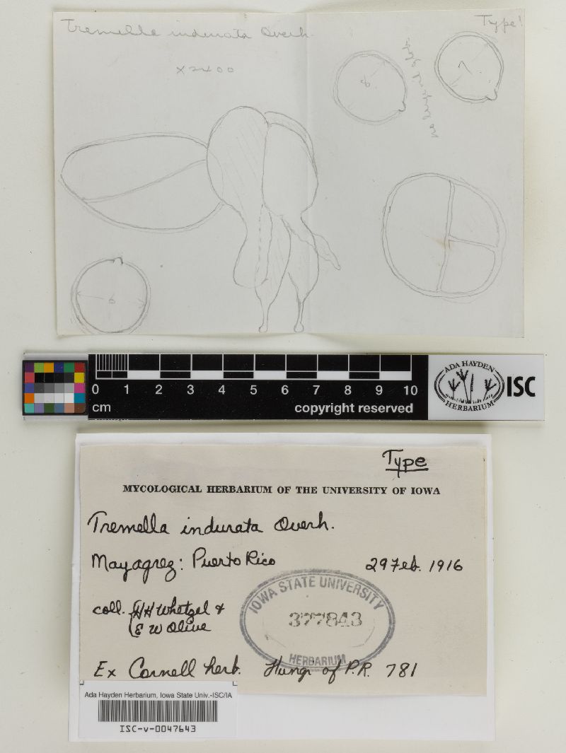 Tremella indurata image