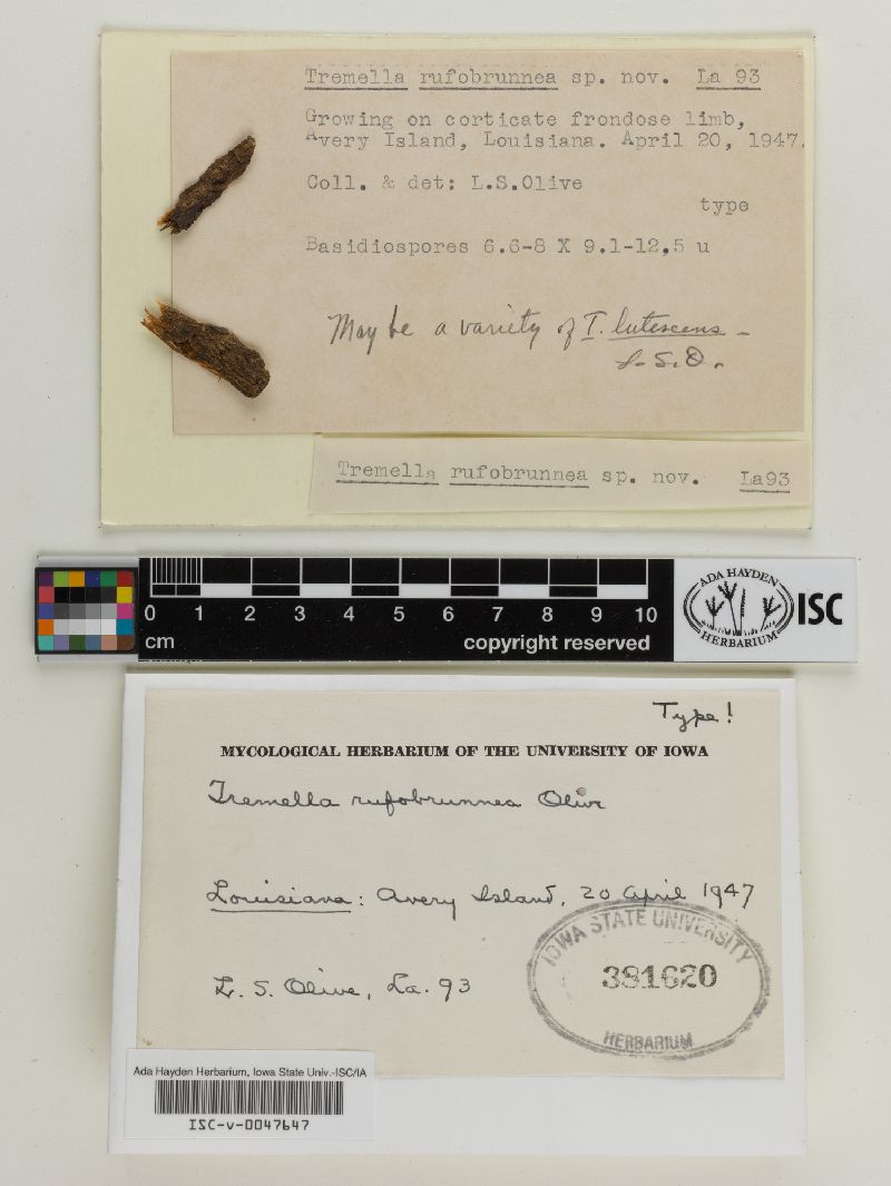 Tremella rufobrunnea image