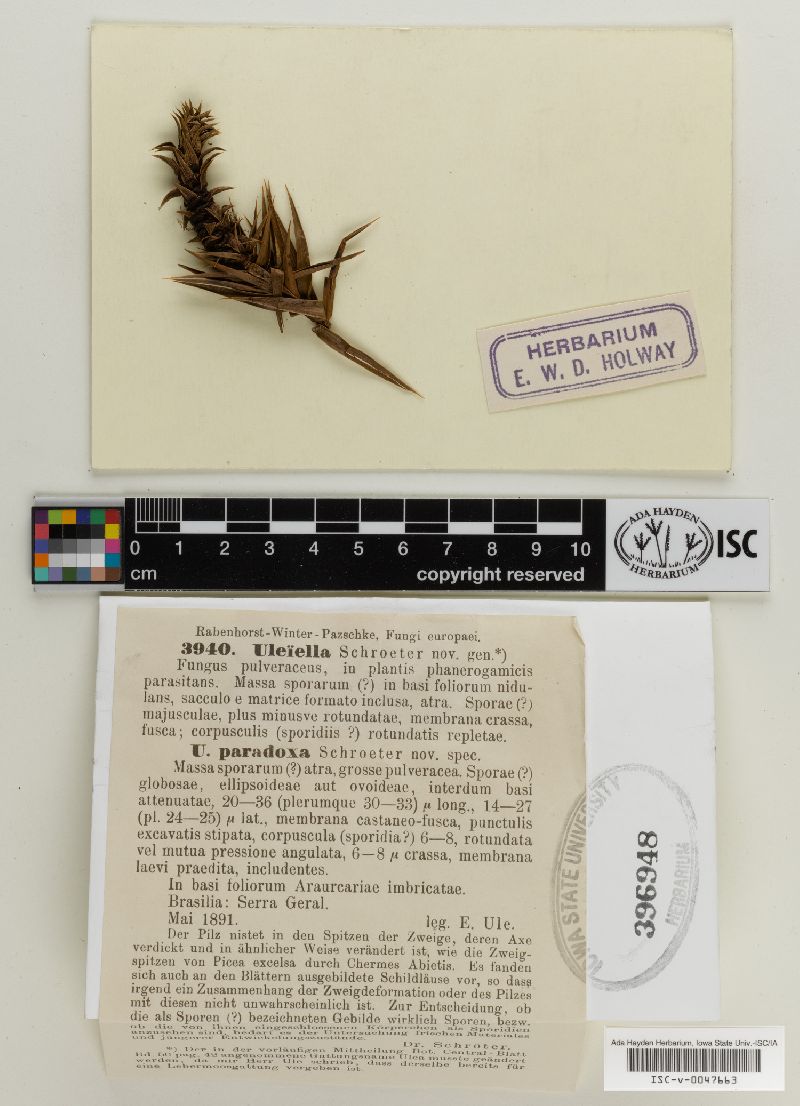 Uleiellaceae image