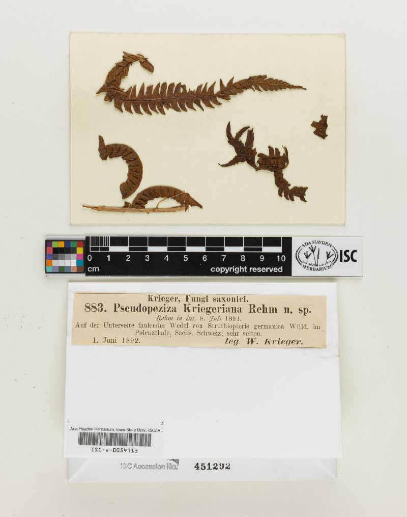 Pseudopeziza kriegeriana image