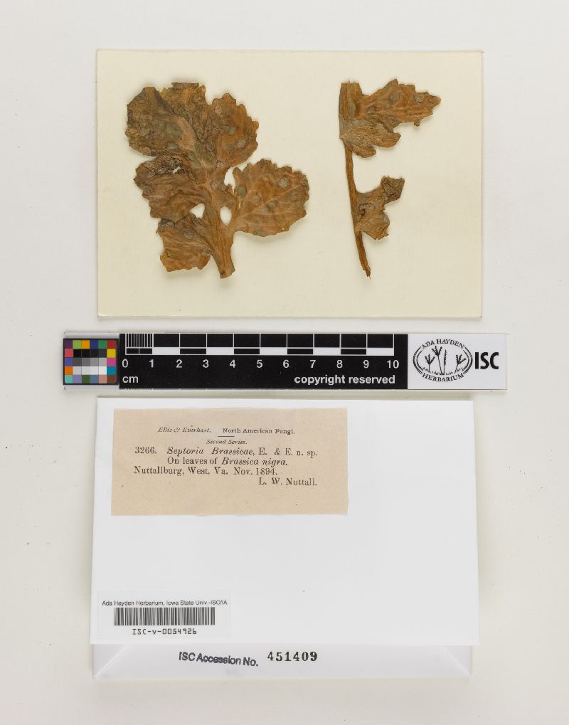 Septoria brassicae image