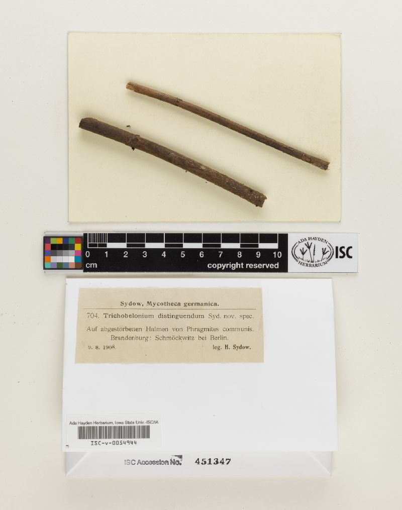 Trichobelonium distinguendum image