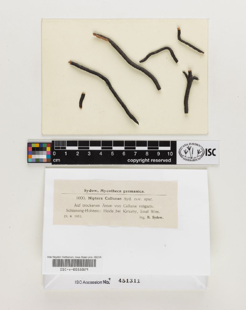 Niptera callunae image