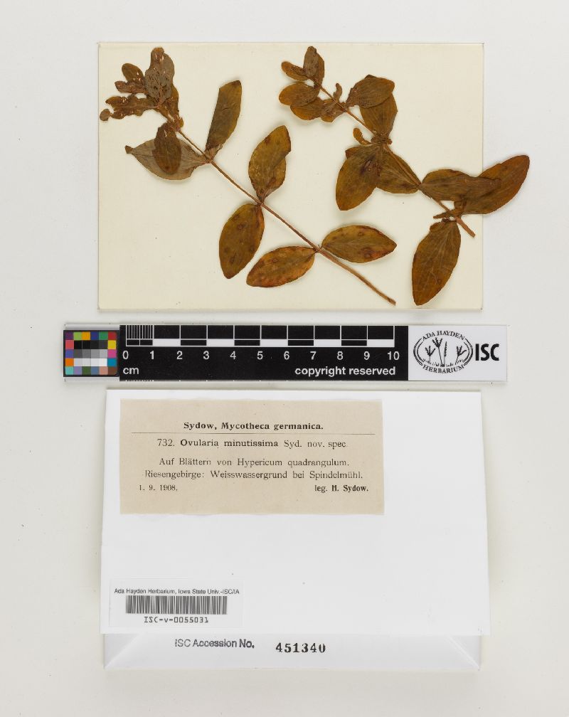 Ovularia minutissima image