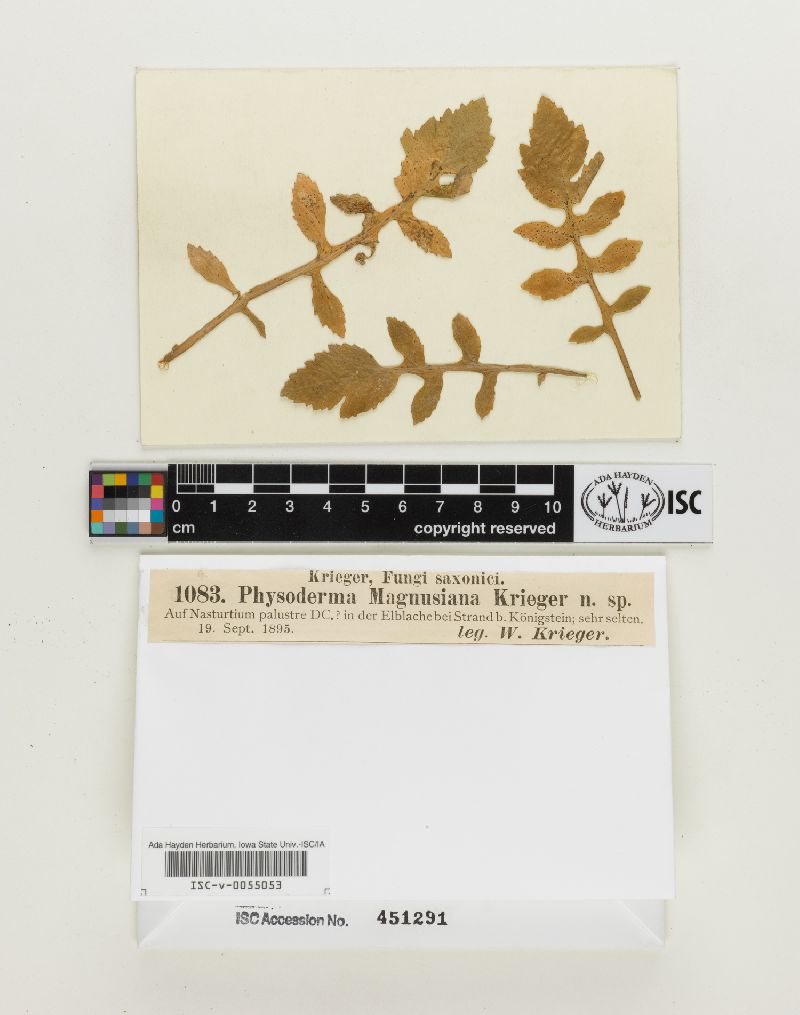 Physoderma magnusianum image