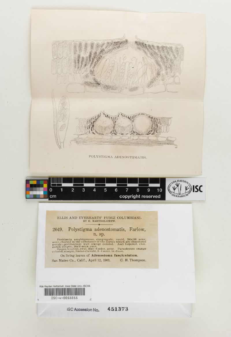 Polystigma adenostomatis image