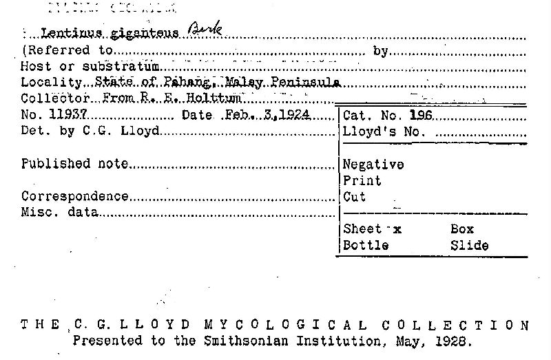 Lentinus giganteus image