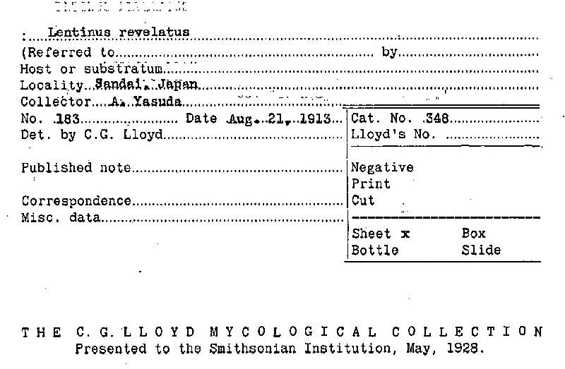 Lentinus revelatus image