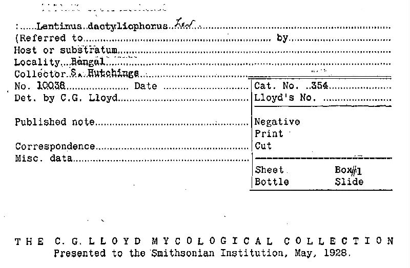 Lentinus dactyliophorus image