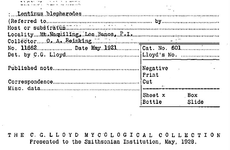 Lentinus blepharodes image
