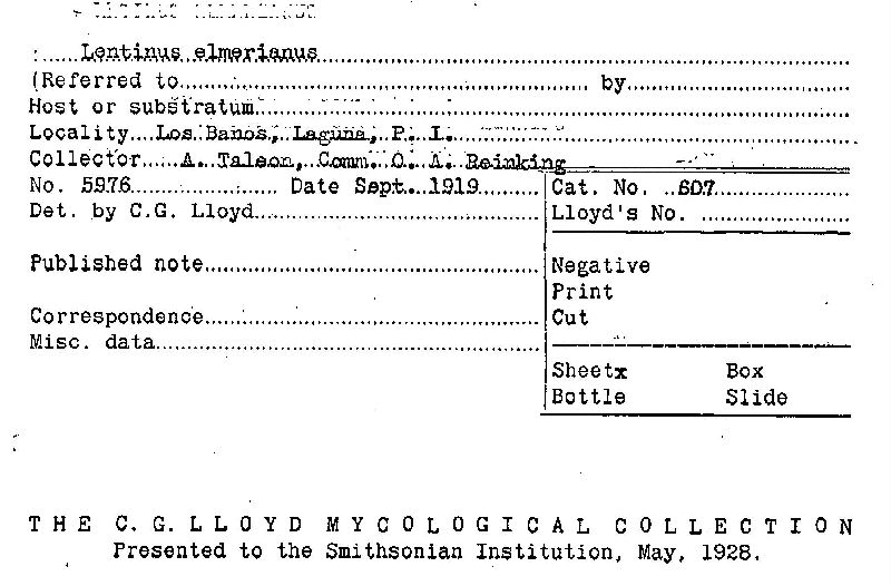 Lentinus elmerianus image