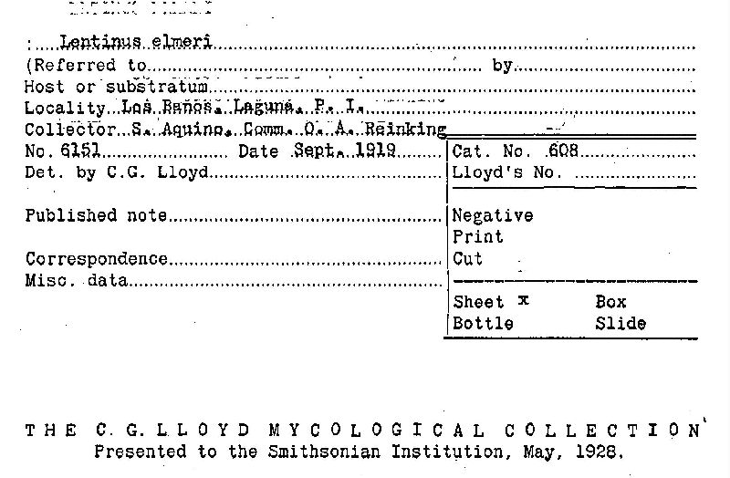 Lentinus elmeri image