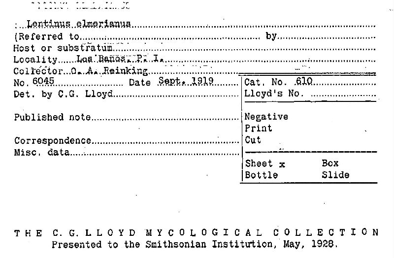 Lentinus elmerianus image