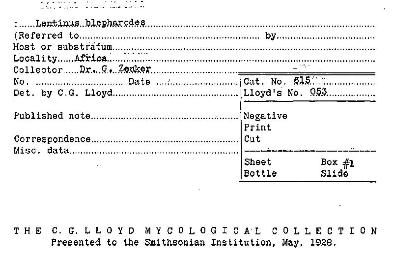 Lentinus blepharodes image