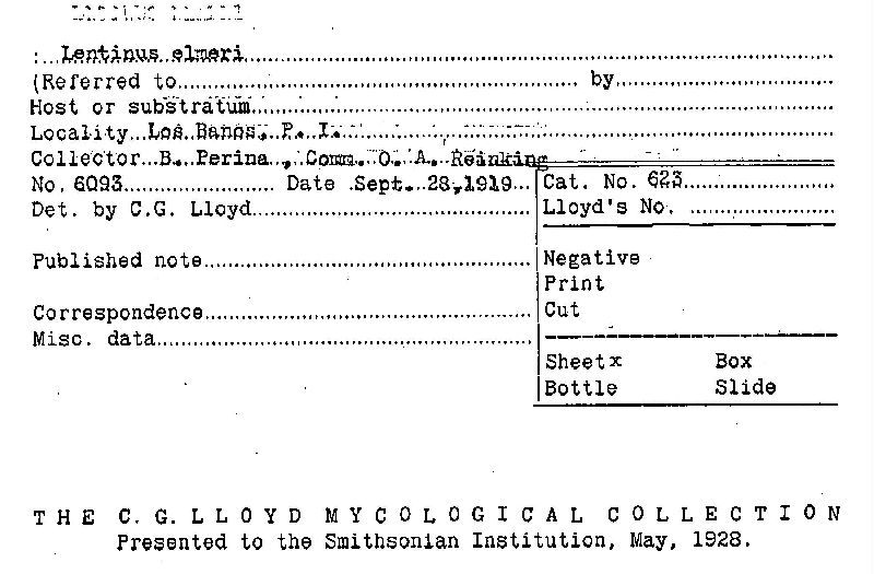 Lentinus elmeri image