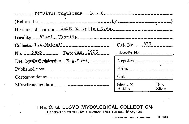 Merulius rugulosus image