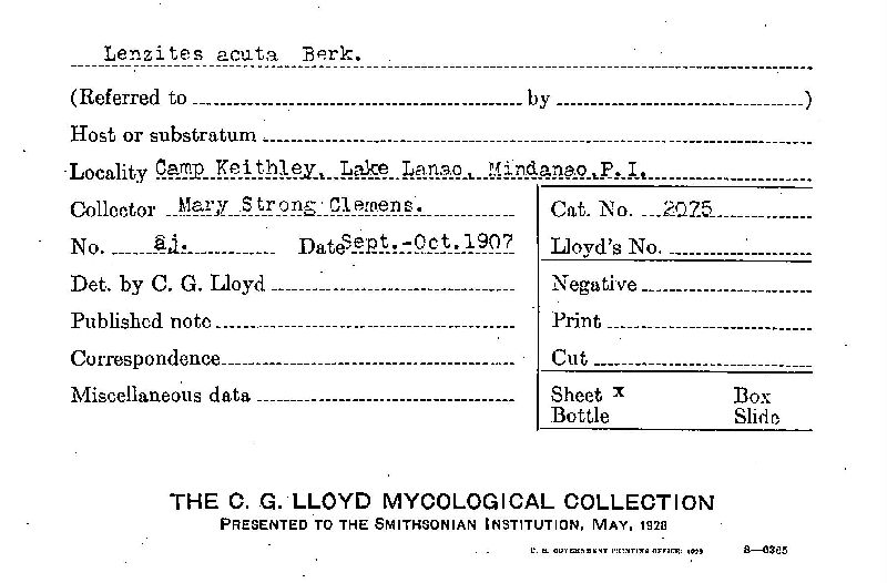 Daedalea flavida image