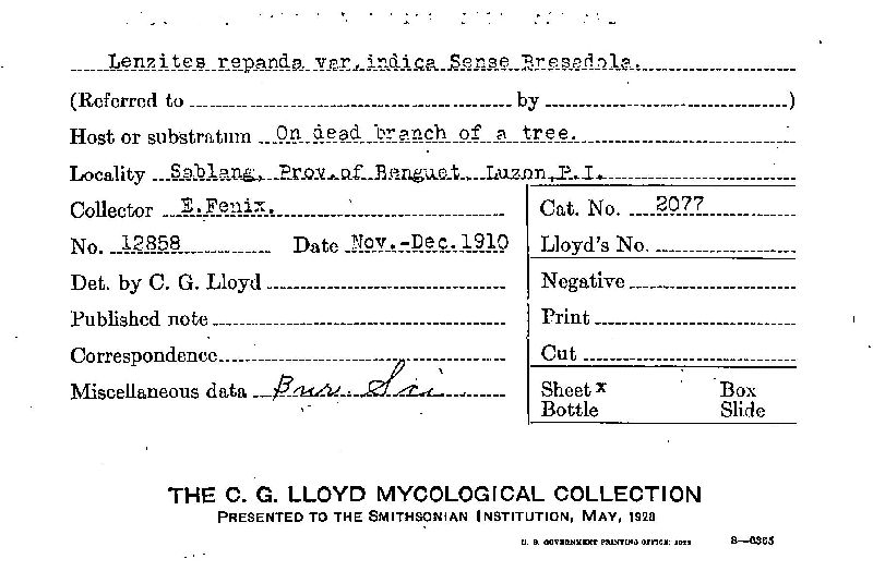 Lenzites repanda image