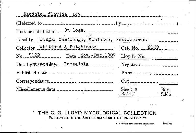 Daedalea flavida image