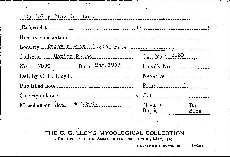 Daedalea flavida image