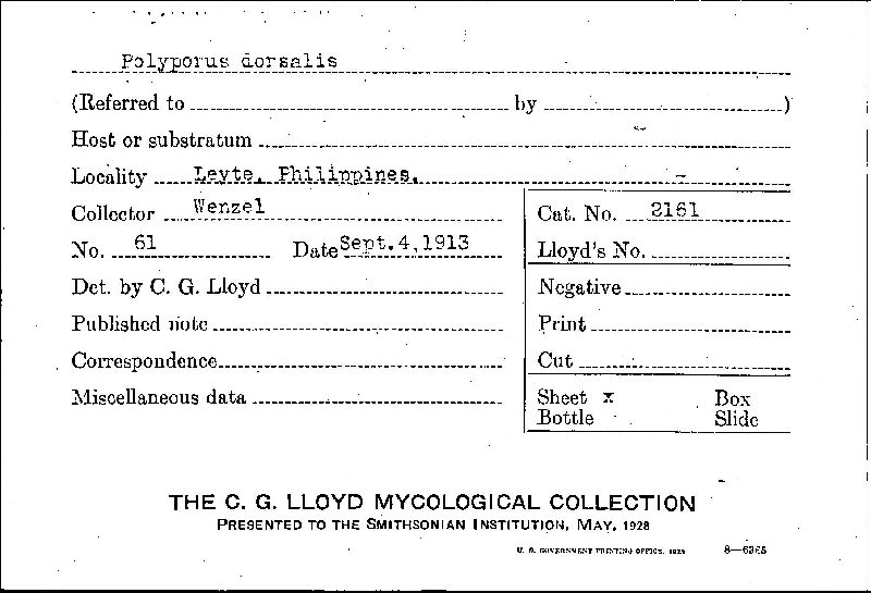 Ganoderma dorsale image