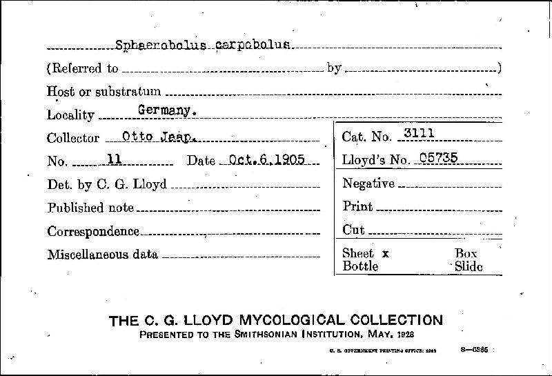 Sphaerobolus carpobolus image