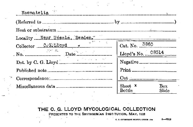 Naematelia image