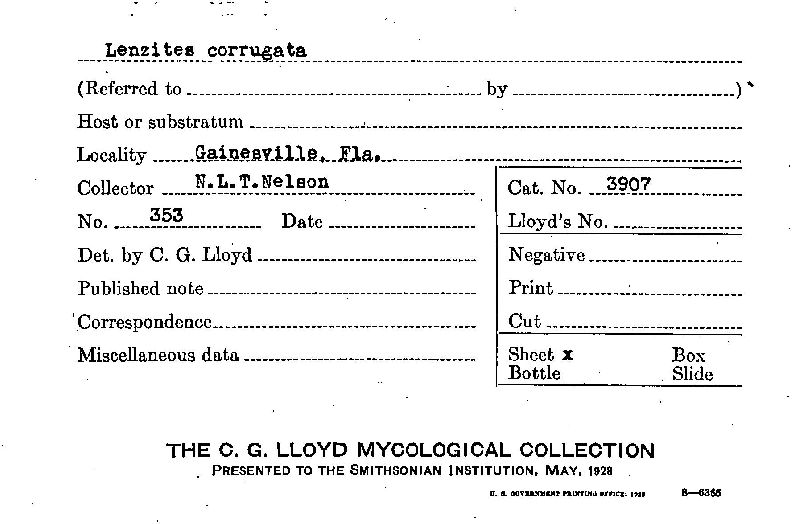 Lenzites corrugata image