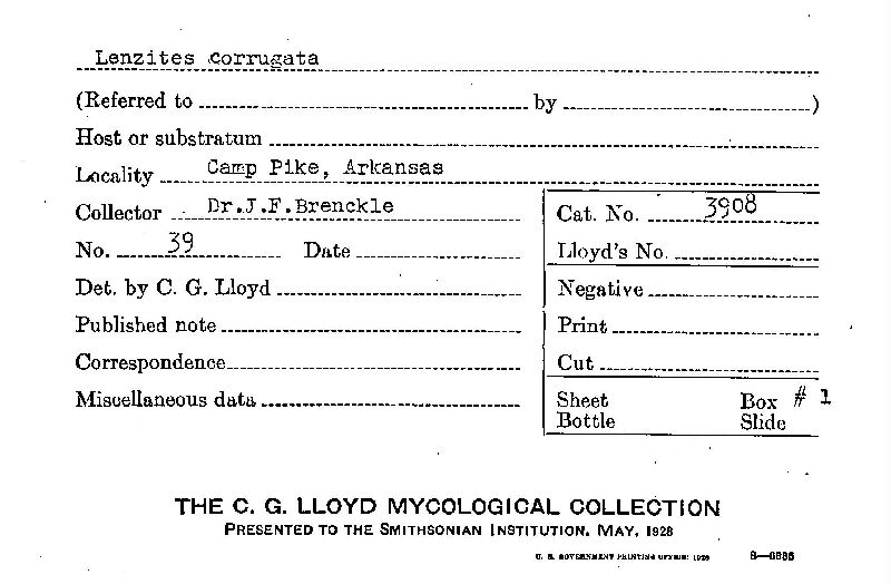 Lenzites corrugata image
